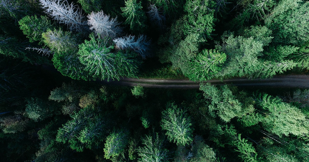 Green forest view from above